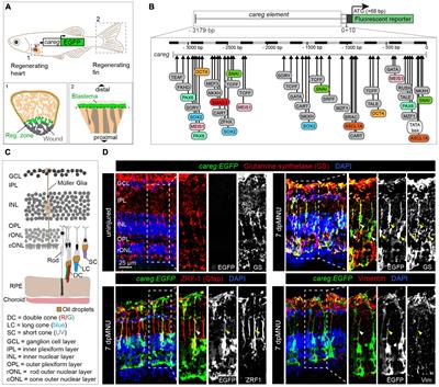 The regeneration-responsive element careg monitors activation of Müller glia after MNU-induced damage of photoreceptors in the zebrafish retina